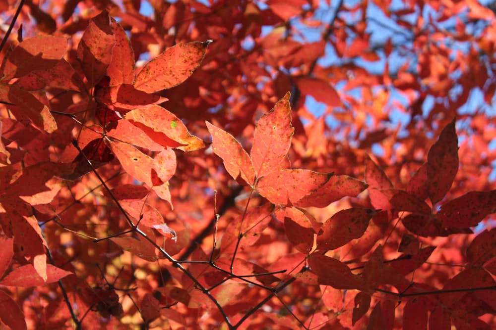 brown leaves in tilt shift lens