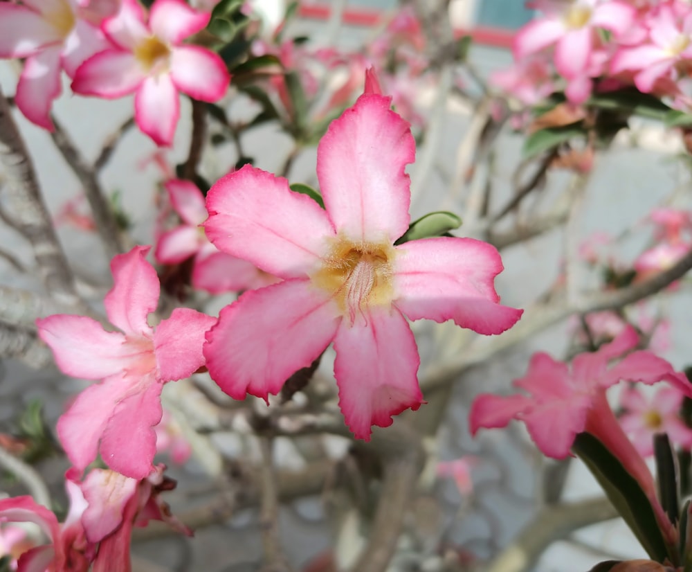 pink flower in tilt shift lens