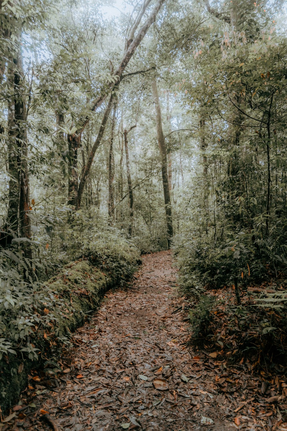 brown dried leaves on the ground