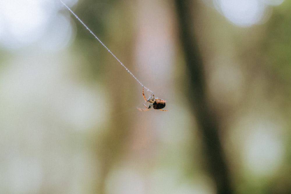 a spider hanging from a web in a forest