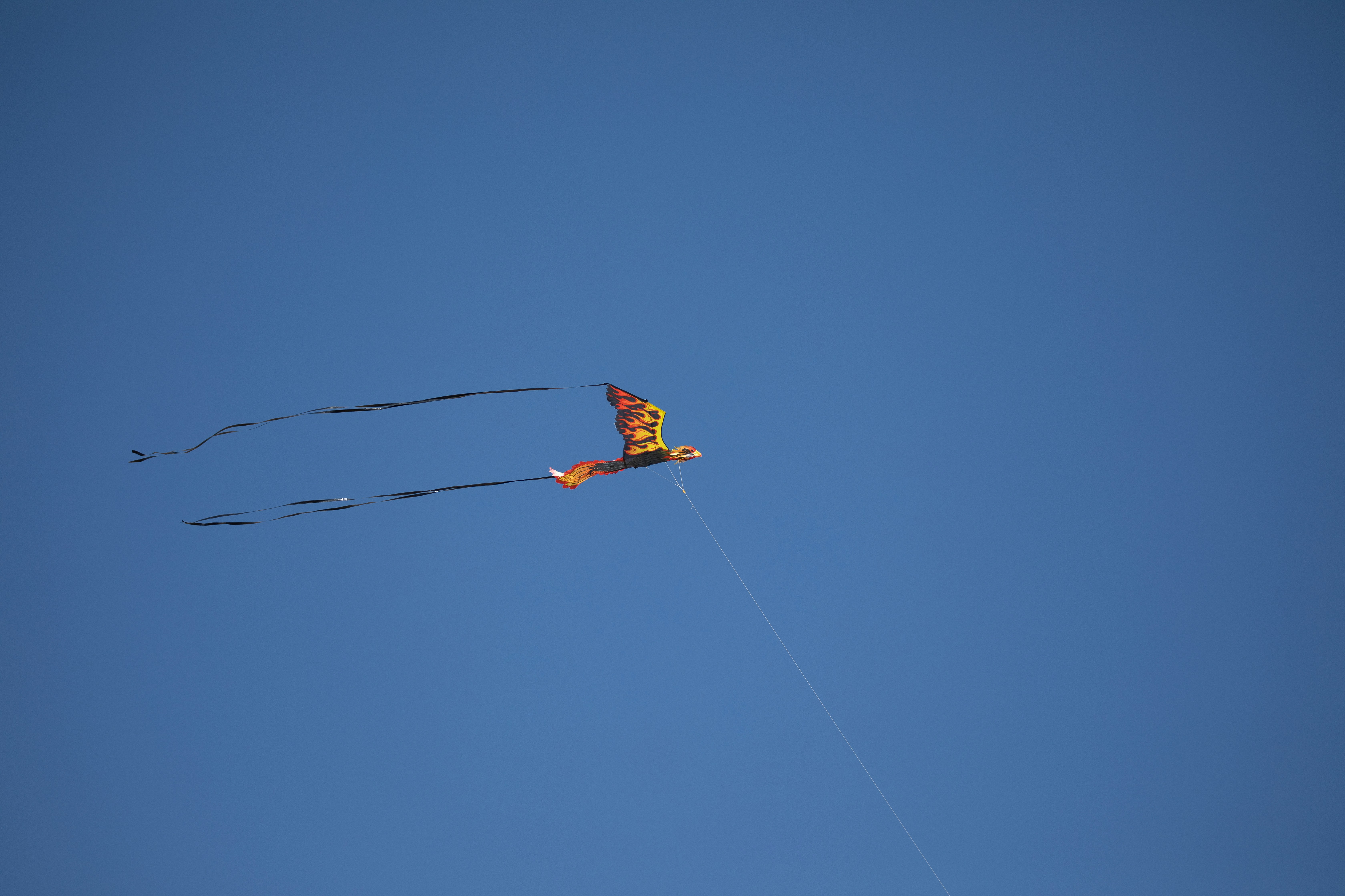 brown and black bird flying under blue sky during daytime