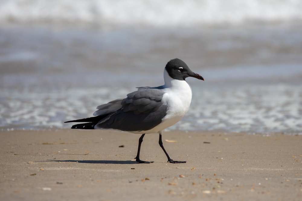 white and black bird on beach shore during daytime