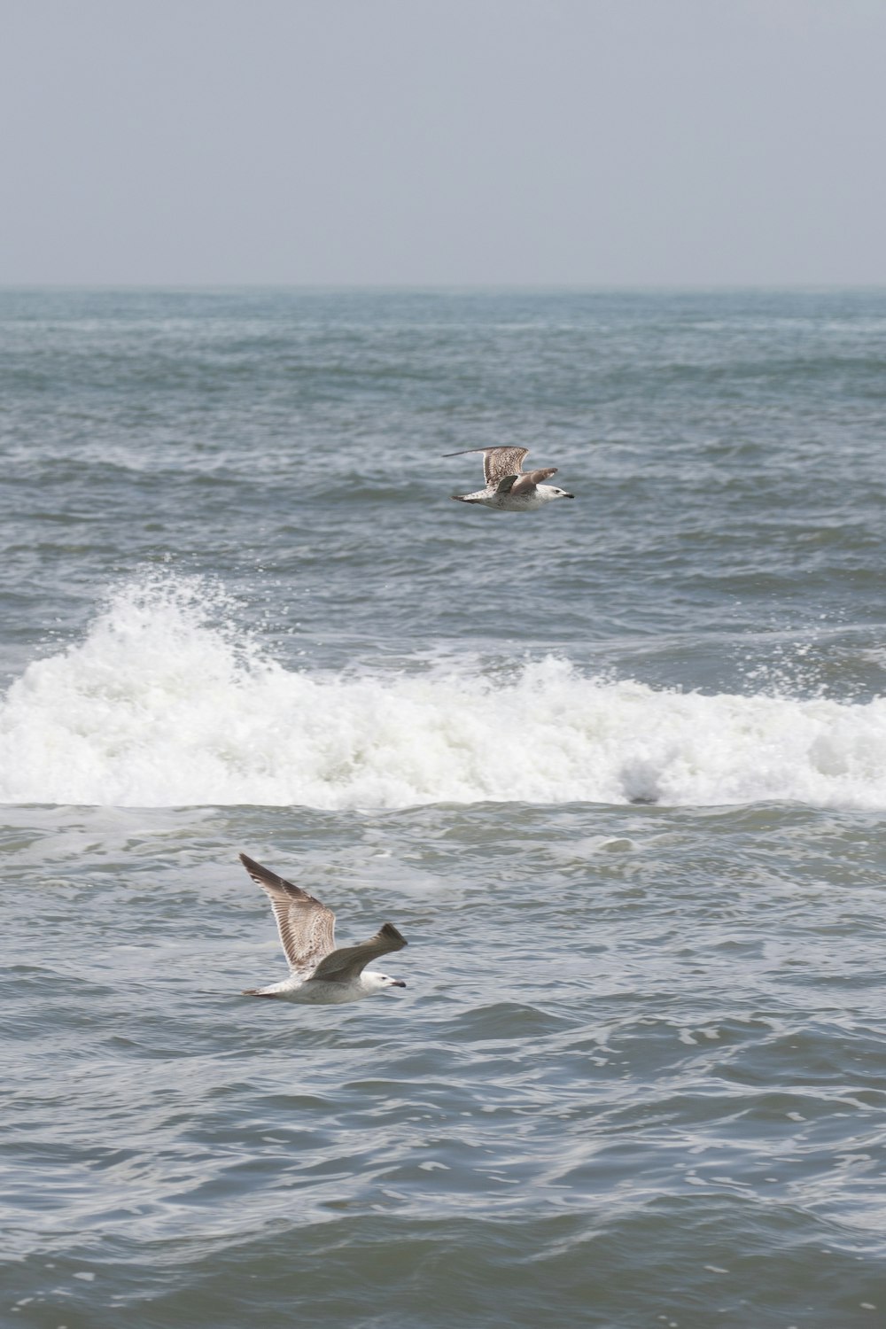 white and brown bird flying over the sea during daytime