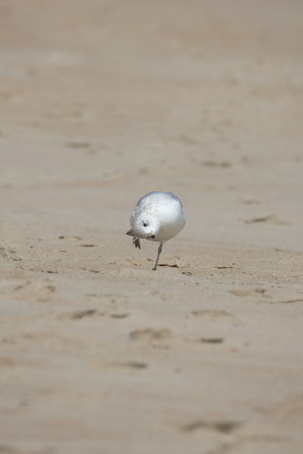 white bird on brown sand during daytime