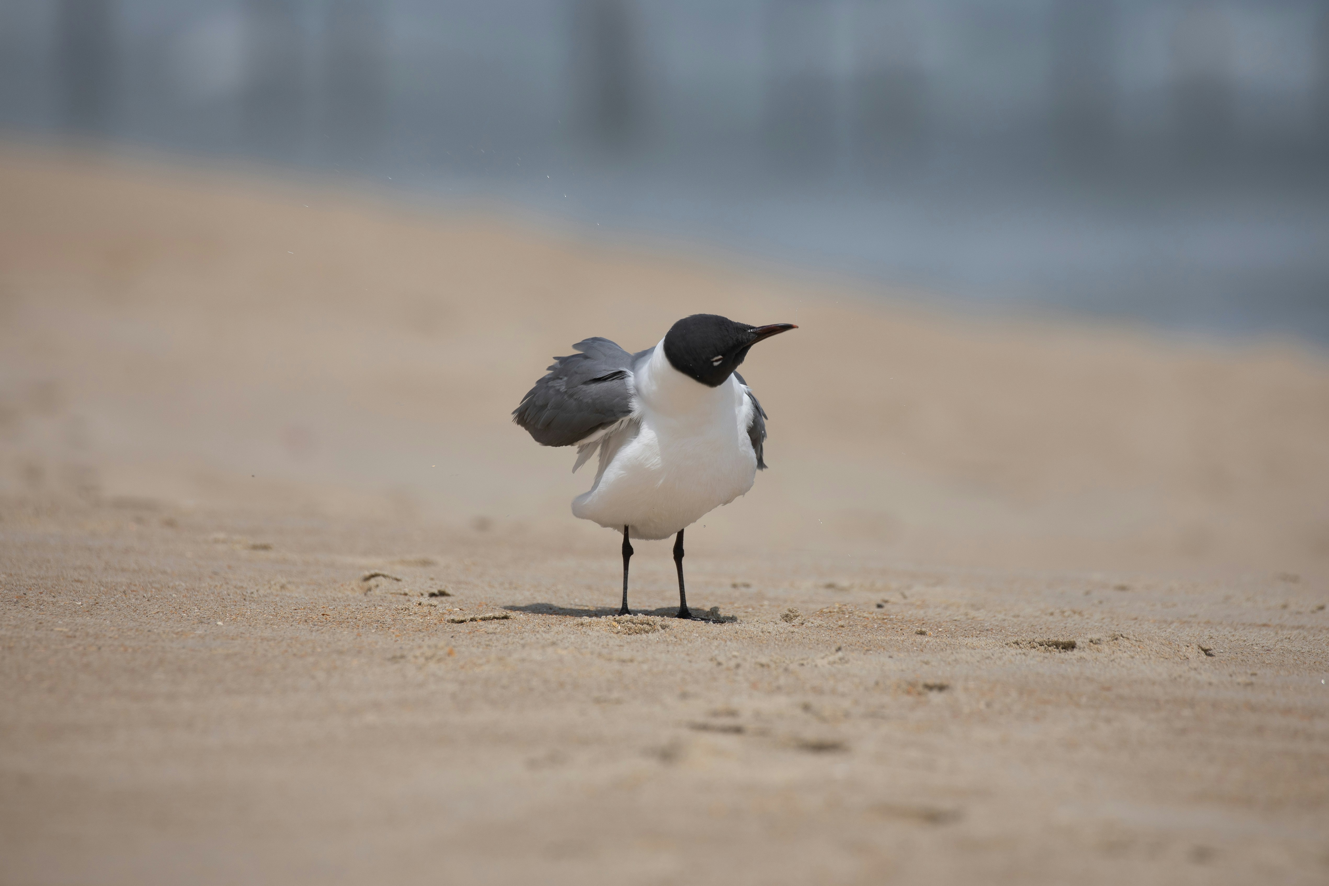 white and black bird on brown sand during daytime