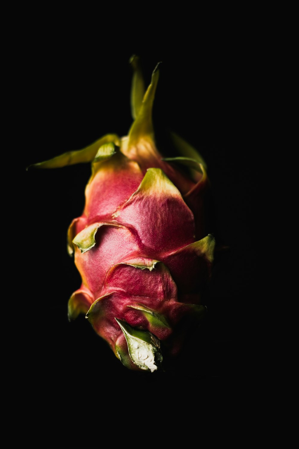 purple flower in black background