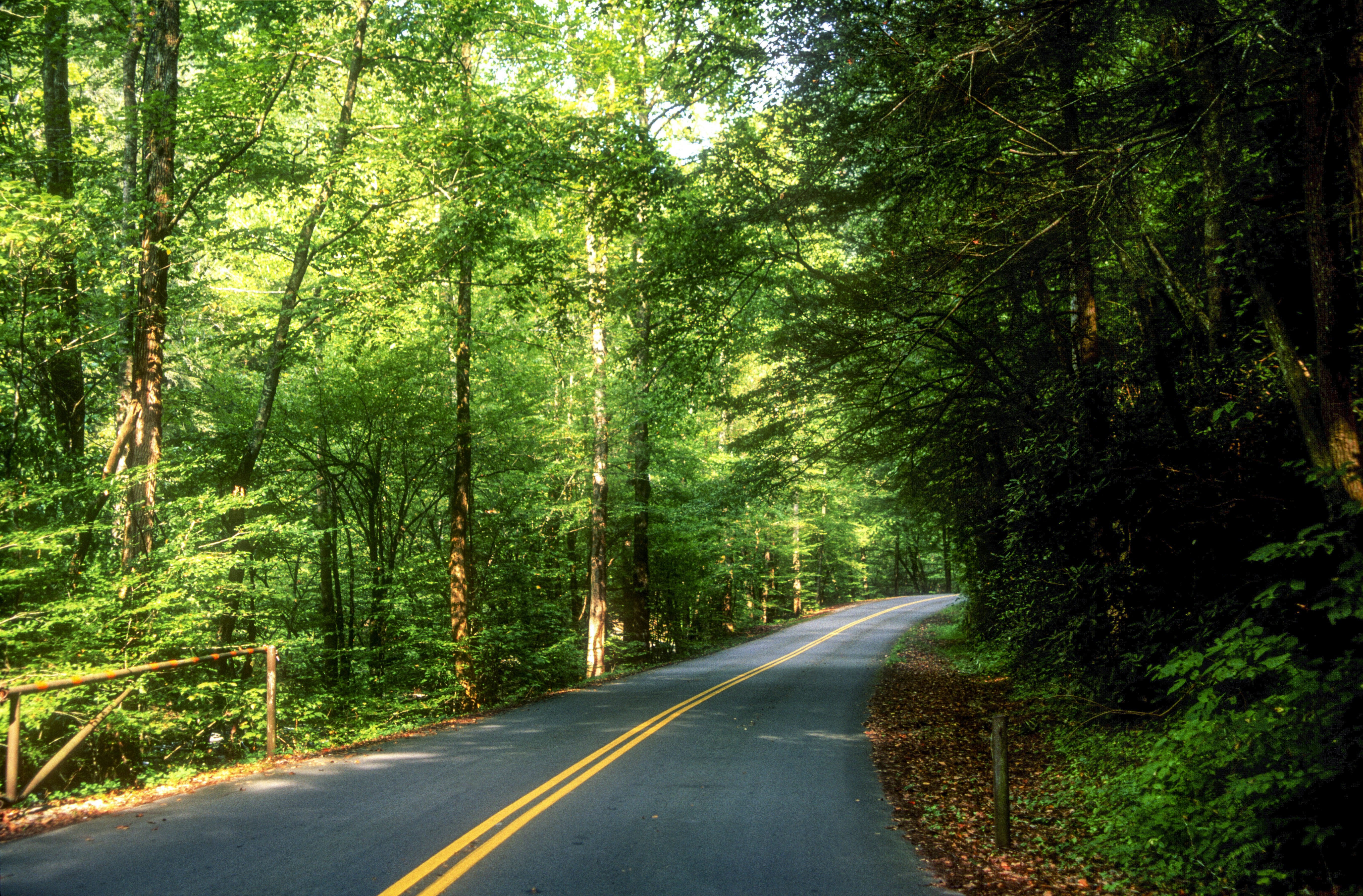 gray concrete road in between green trees during daytime