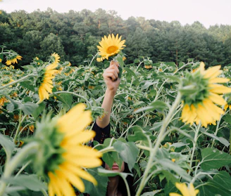 person holding sunflower during daytime
