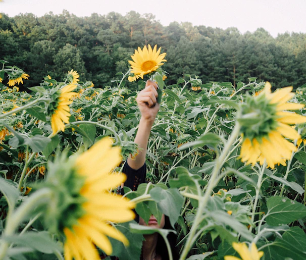 person holding sunflower during daytime