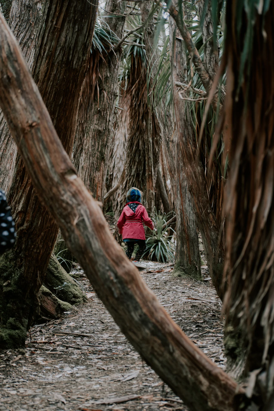 Child in outdoor woodland setting at Willow Outdoor Preschool