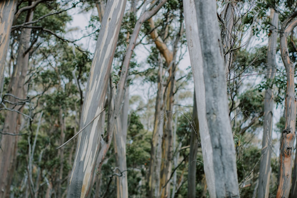 white and brown tree trunk