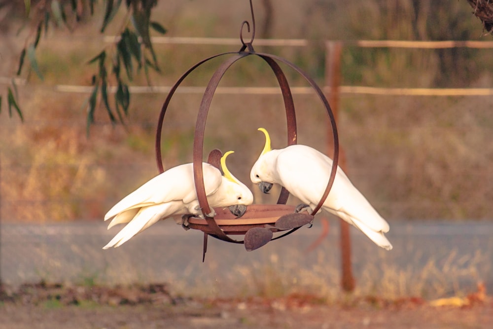 white bird on black metal frame during daytime