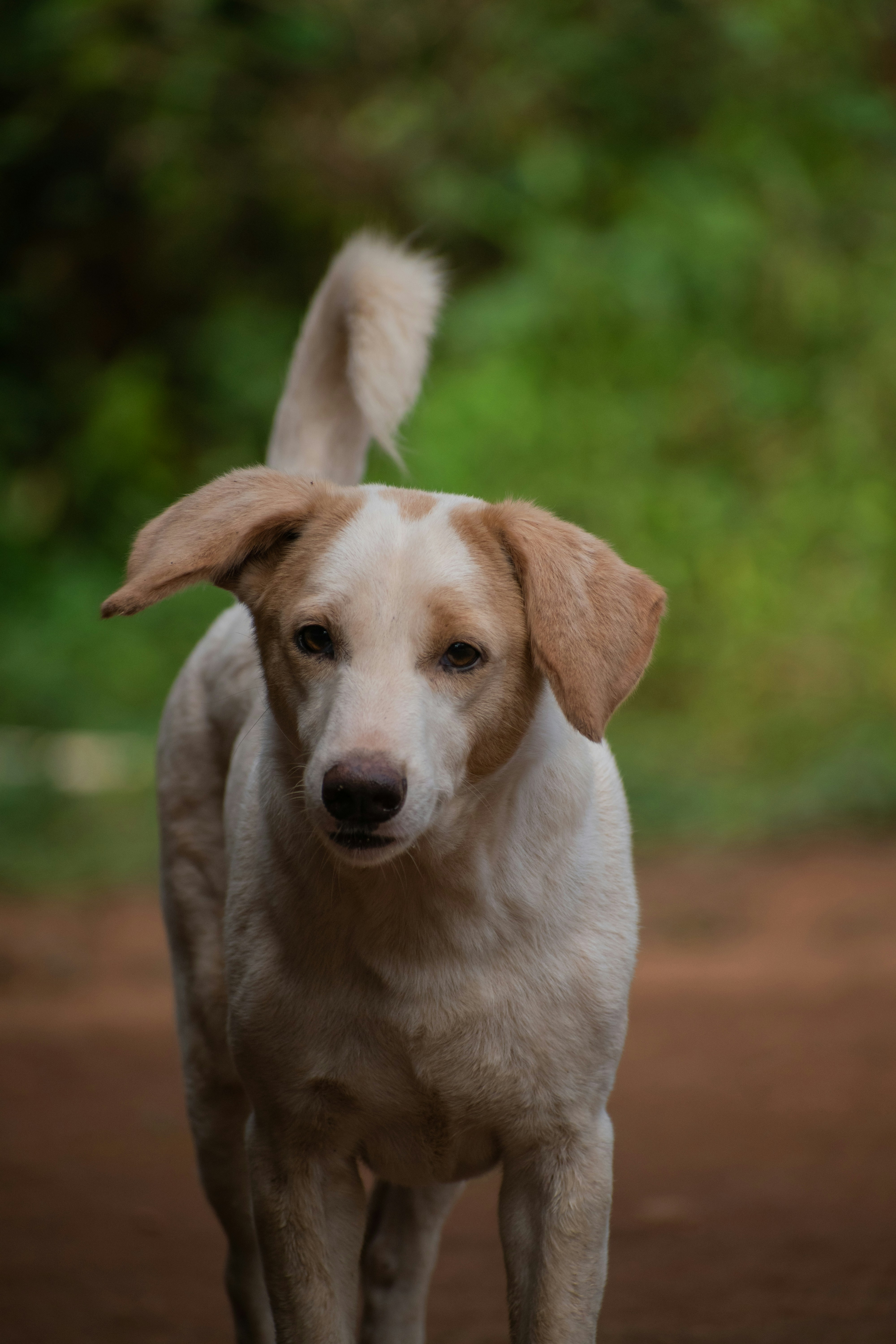 Pet Animals Pictures | Download Free Images on Unsplash