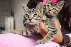 Two tabby kittens are being held by a person with long hair. The kittens have striking green eyes and are looking attentively at the camera. The person is wearing a pink garment, and the background is softly blurred, focusing attention on the kittens.