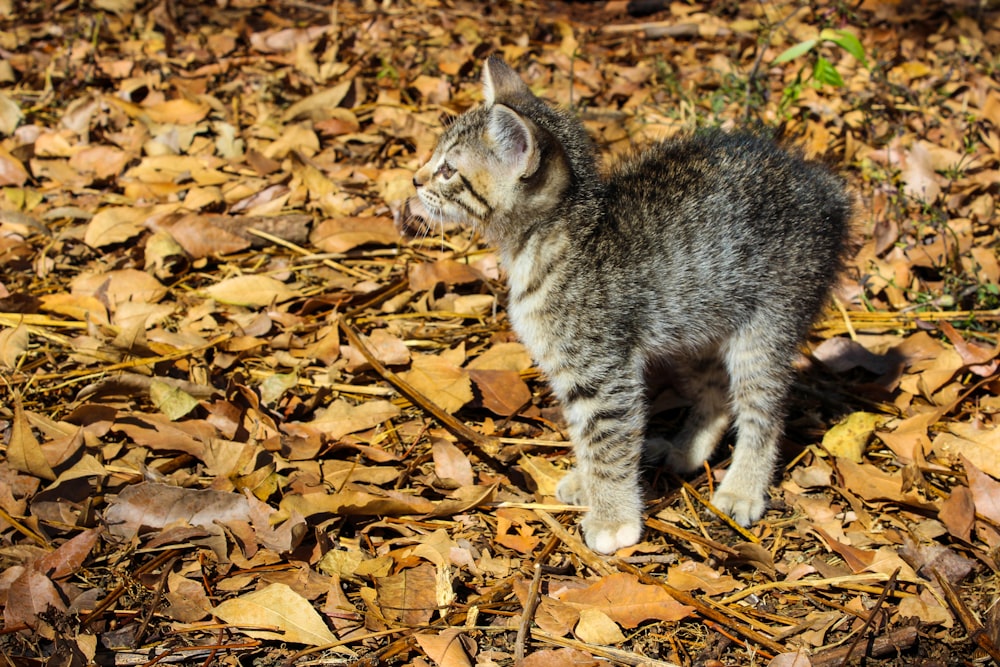 Chat tigré brun sur feuilles séchées