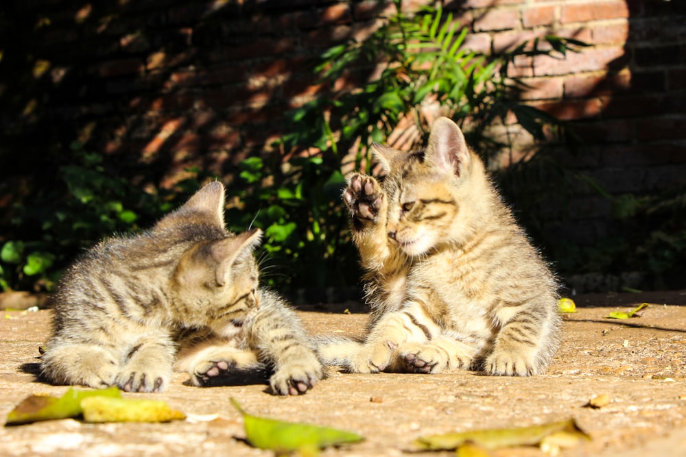 Braune Tabby-Katze und Silber-Tabby-Katze liegen auf dem Boden