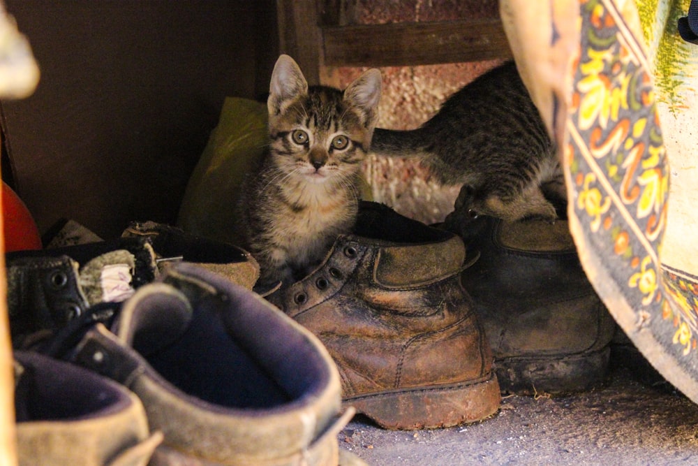 silver tabby cat on black leather boots