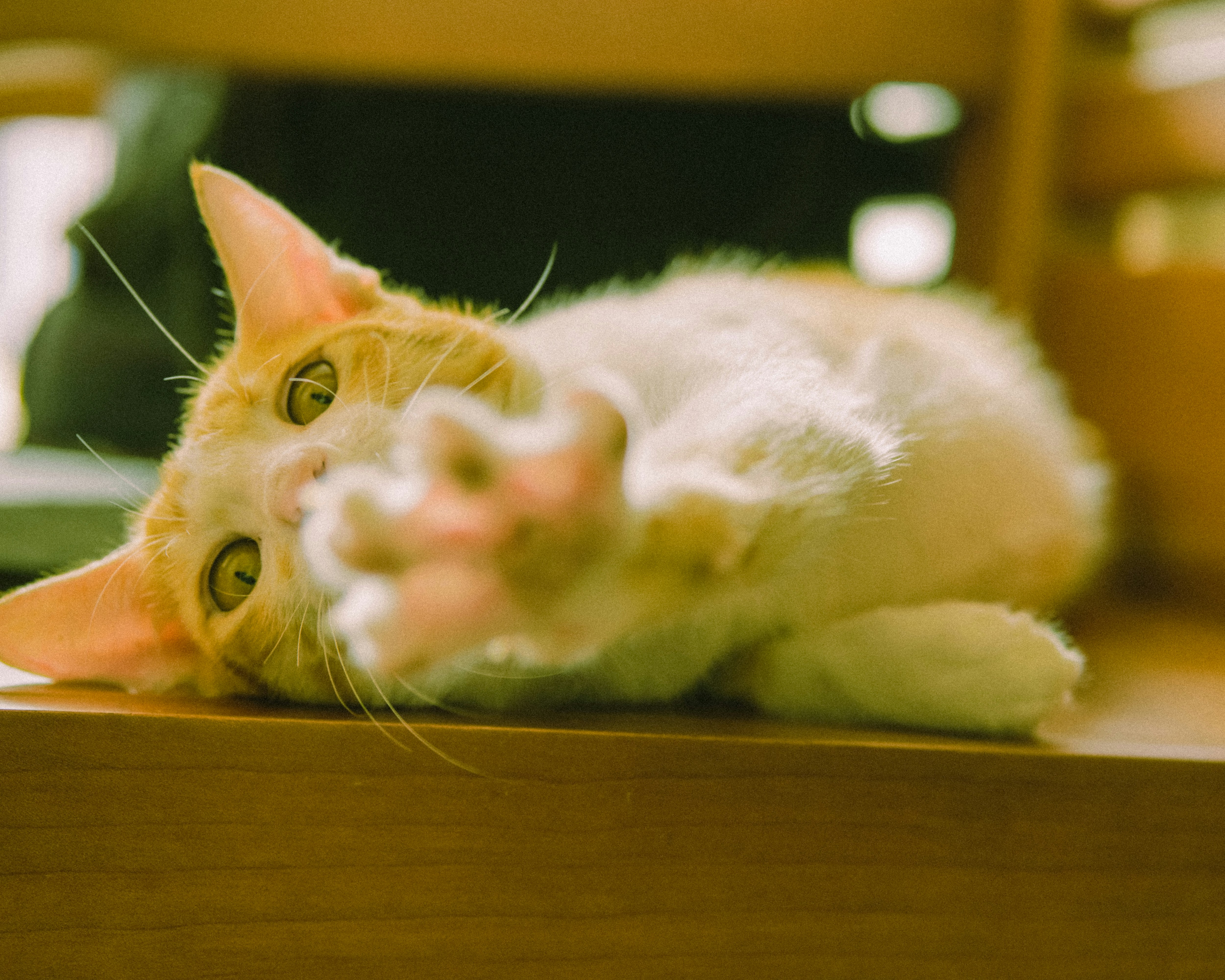 white and orange cat on brown wooden table