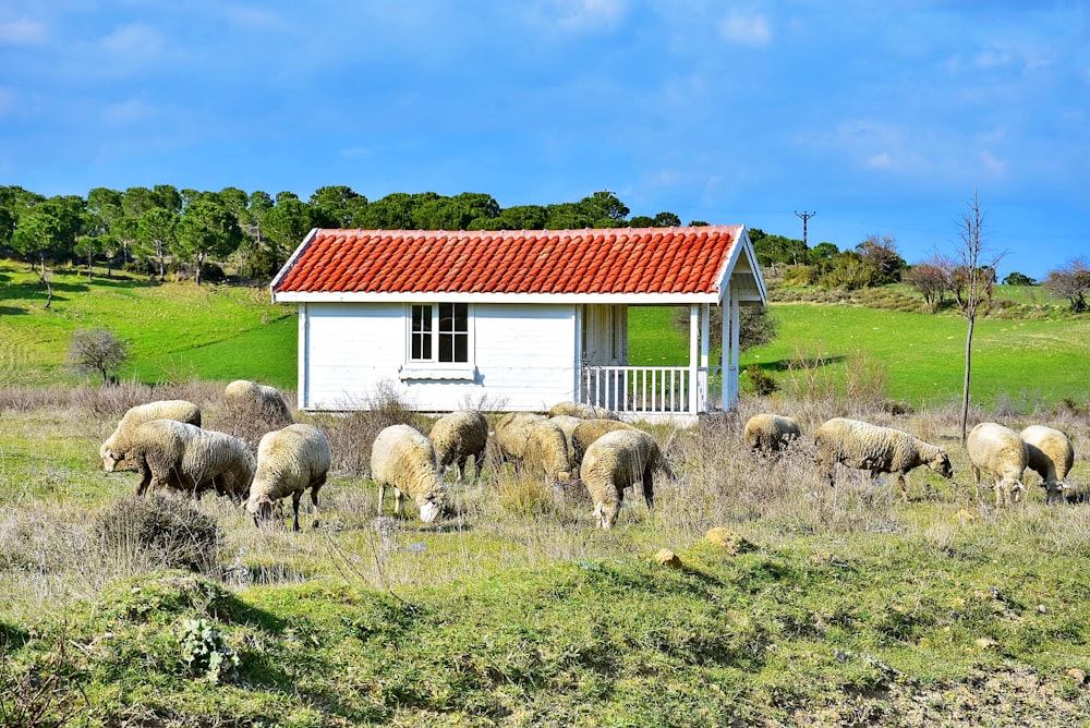 herd of sheep on green grass field during daytime