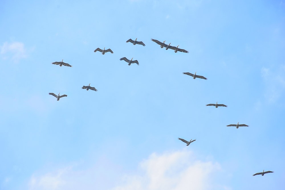 volée d’oiseaux volant sous le ciel bleu pendant la journée