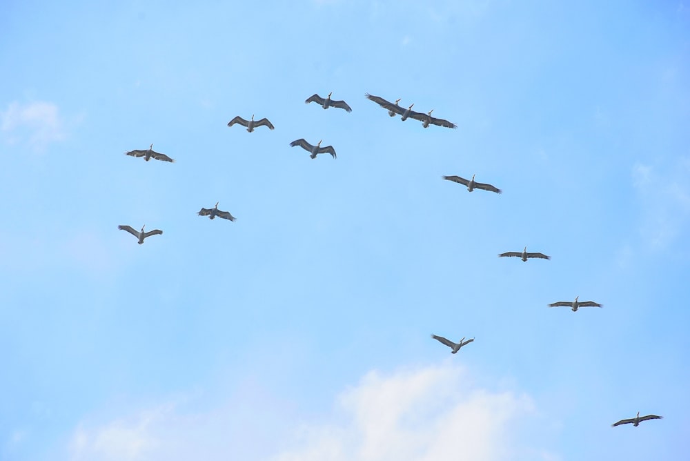 Birds In The Sky Pictures | Download Free Images on Unsplash