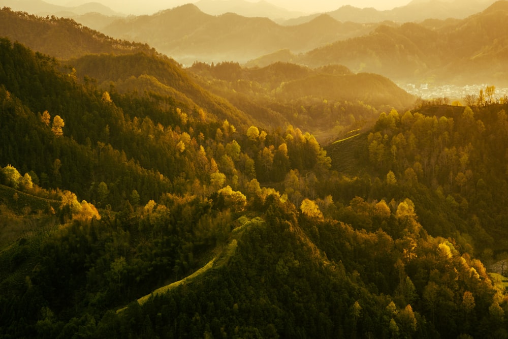 arbres verts sur la montagne pendant la journée