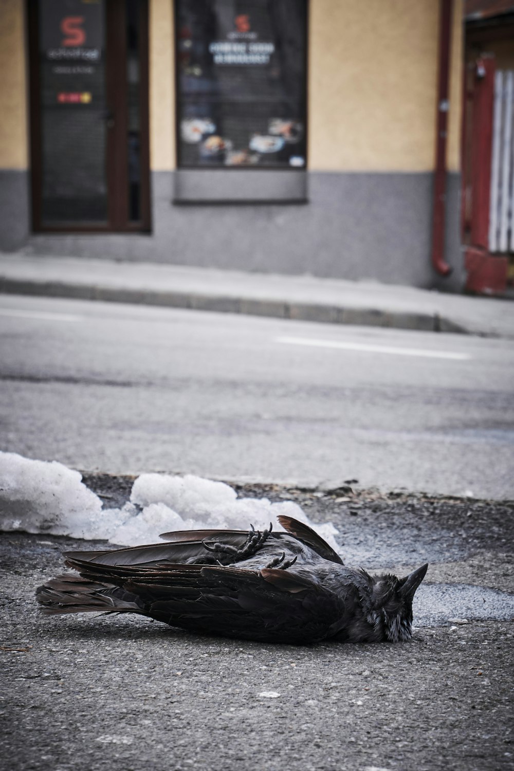 black and white bird on road during daytime