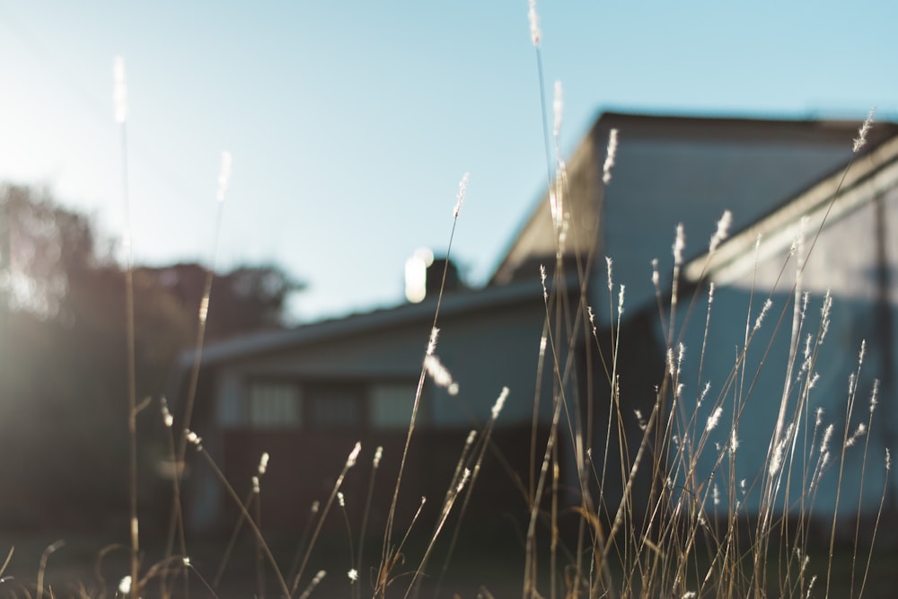 brown wooden house near green grass during daytime