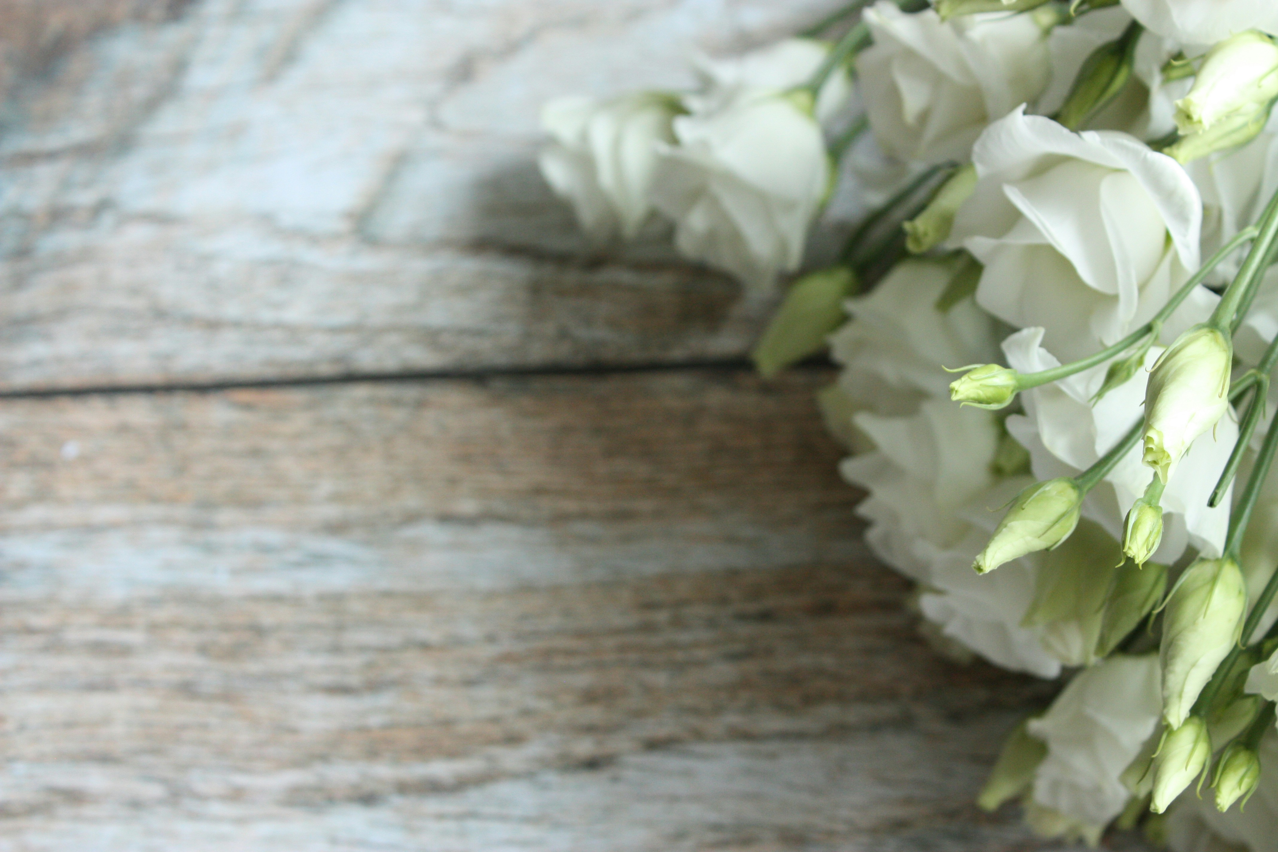 茶色の木の床に白い花の写真 Unsplashで見つける花の無料写真