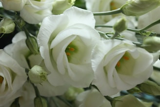 A close-up of delicate white flowers with soft petals and subtle green buds. The flowers have a gentle, symmetrical shape and display hints of orange in the center, surrounded by lush green stems and leaves.
