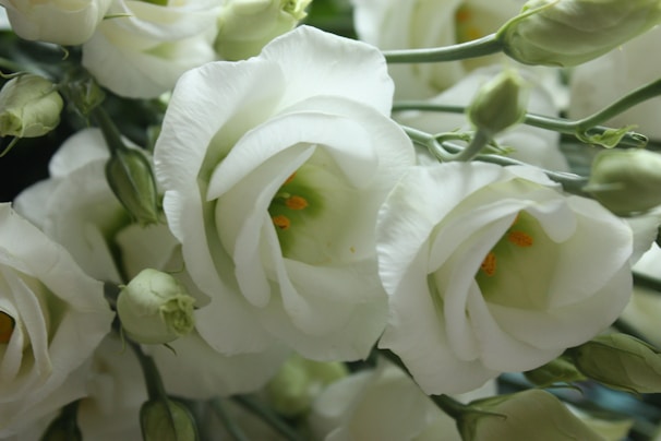 A close-up of delicate white flowers with soft petals and subtle green buds. The flowers have a gentle, symmetrical shape and display hints of orange in the center, surrounded by lush green stems and leaves.