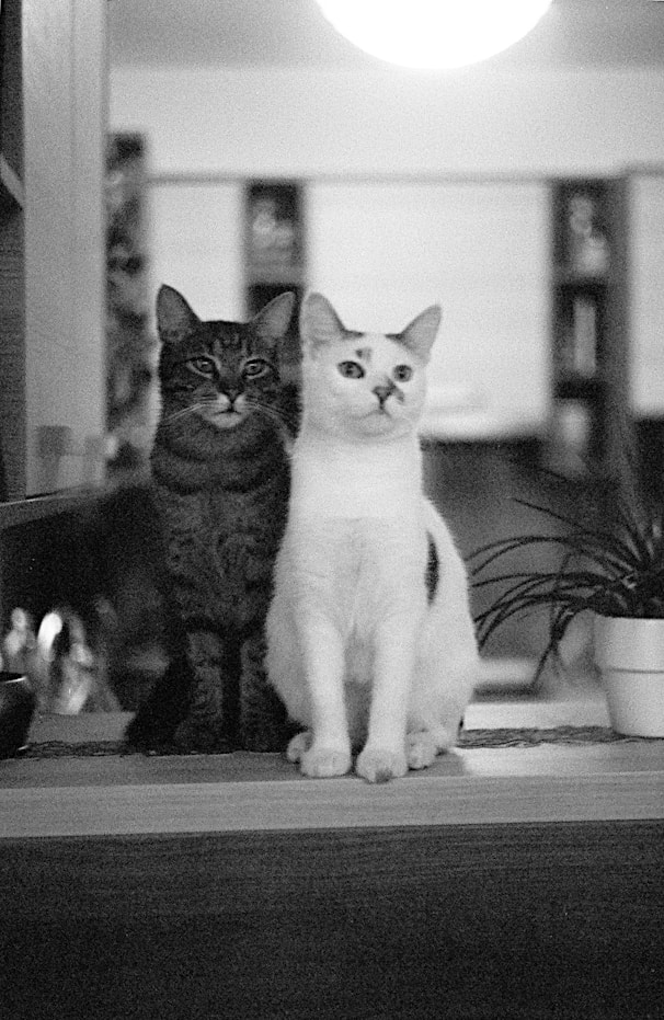 white and black cat on table