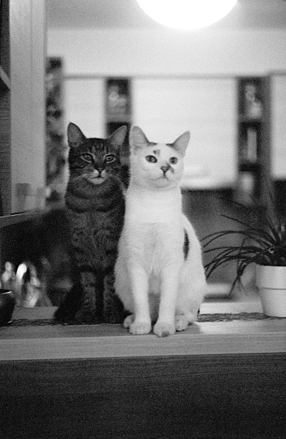 white and black cat on table