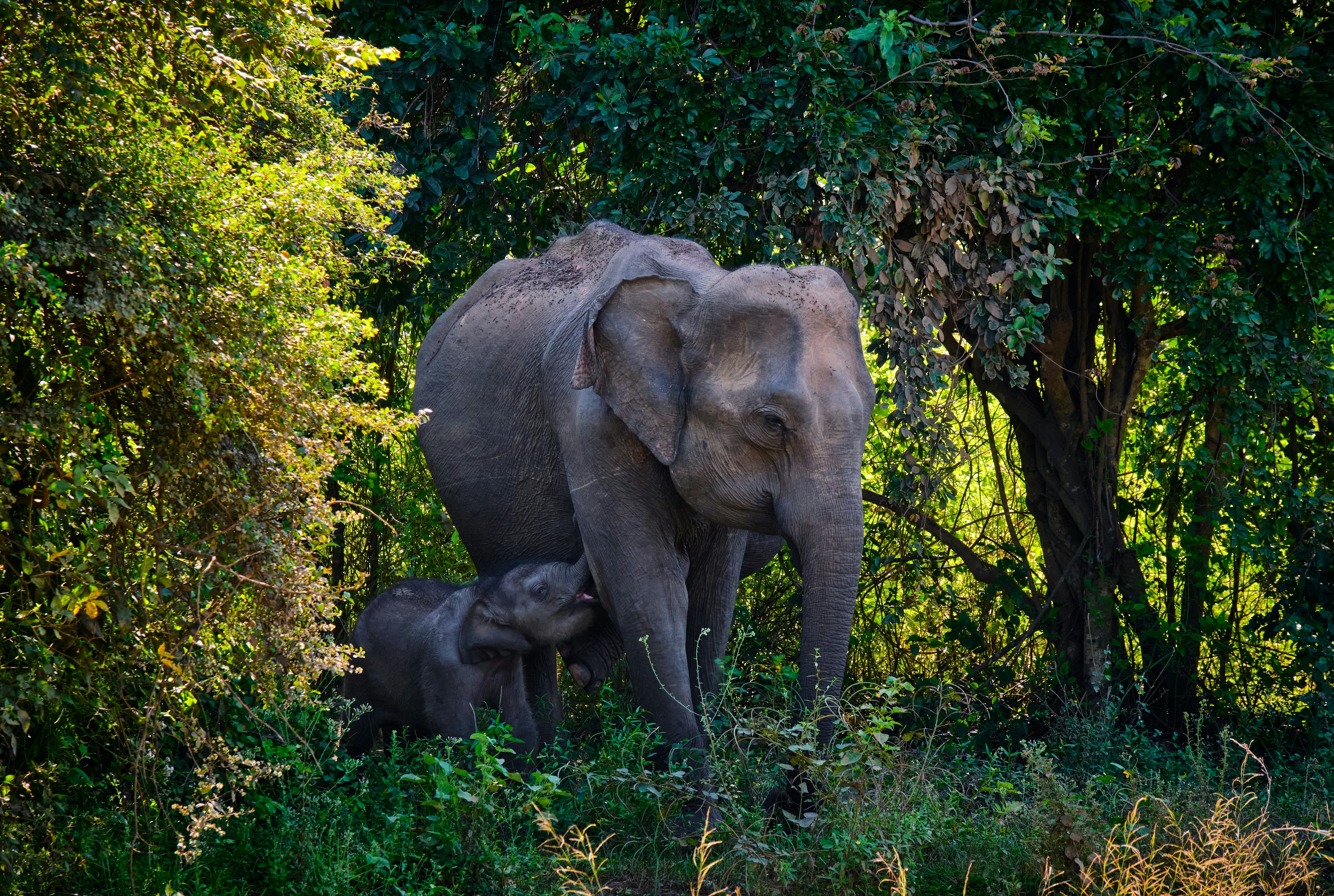 elefante grigio su erba verde durante il giorno
