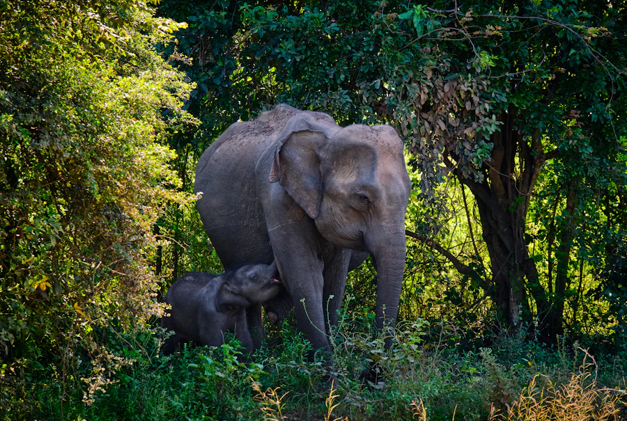 Elephant