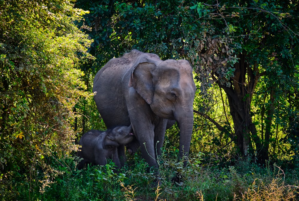 éléphant gris sur l’herbe verte pendant la journée