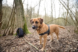 A large brown dog wearing a black harness stands in a forest. The ground is covered with dry leaves, and there is a large tree with moss growing at its base. Next to the tree, a black backpack rests on the ground. The trees surrounding the area are mostly bare, suggesting a winter or early spring setting.