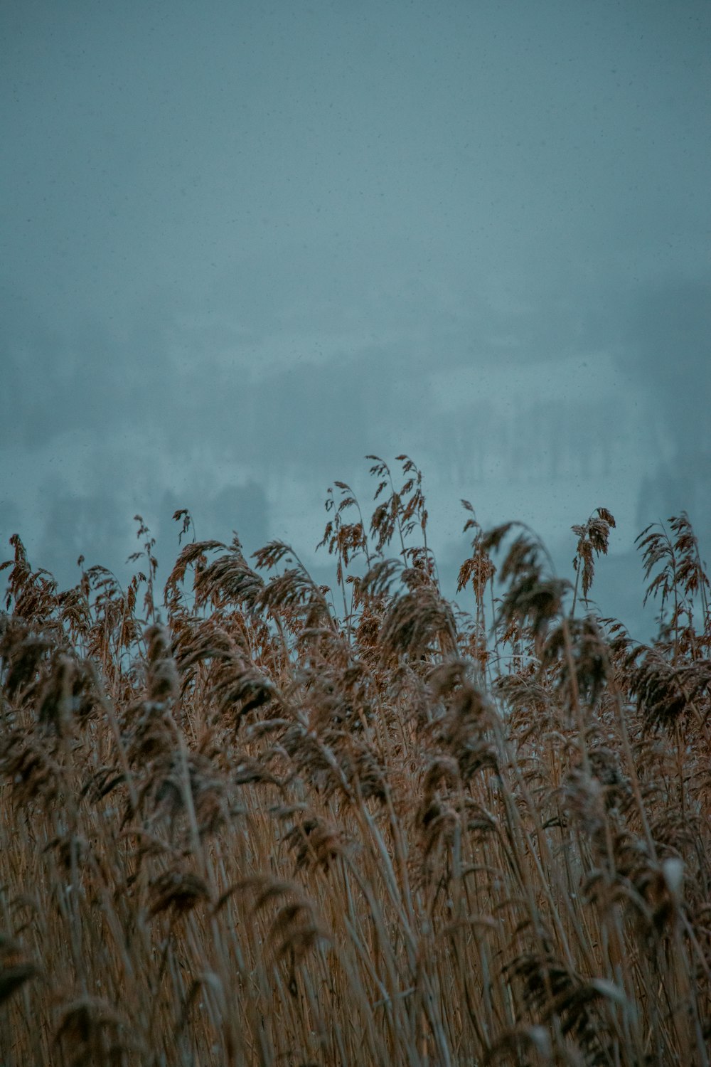 brown wheat field during foggy day