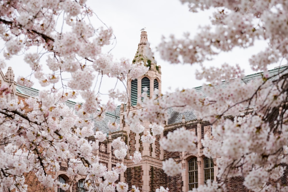 white cherry blossom tree near brown concrete building during daytime