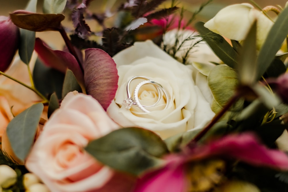 white rose in bloom during daytime