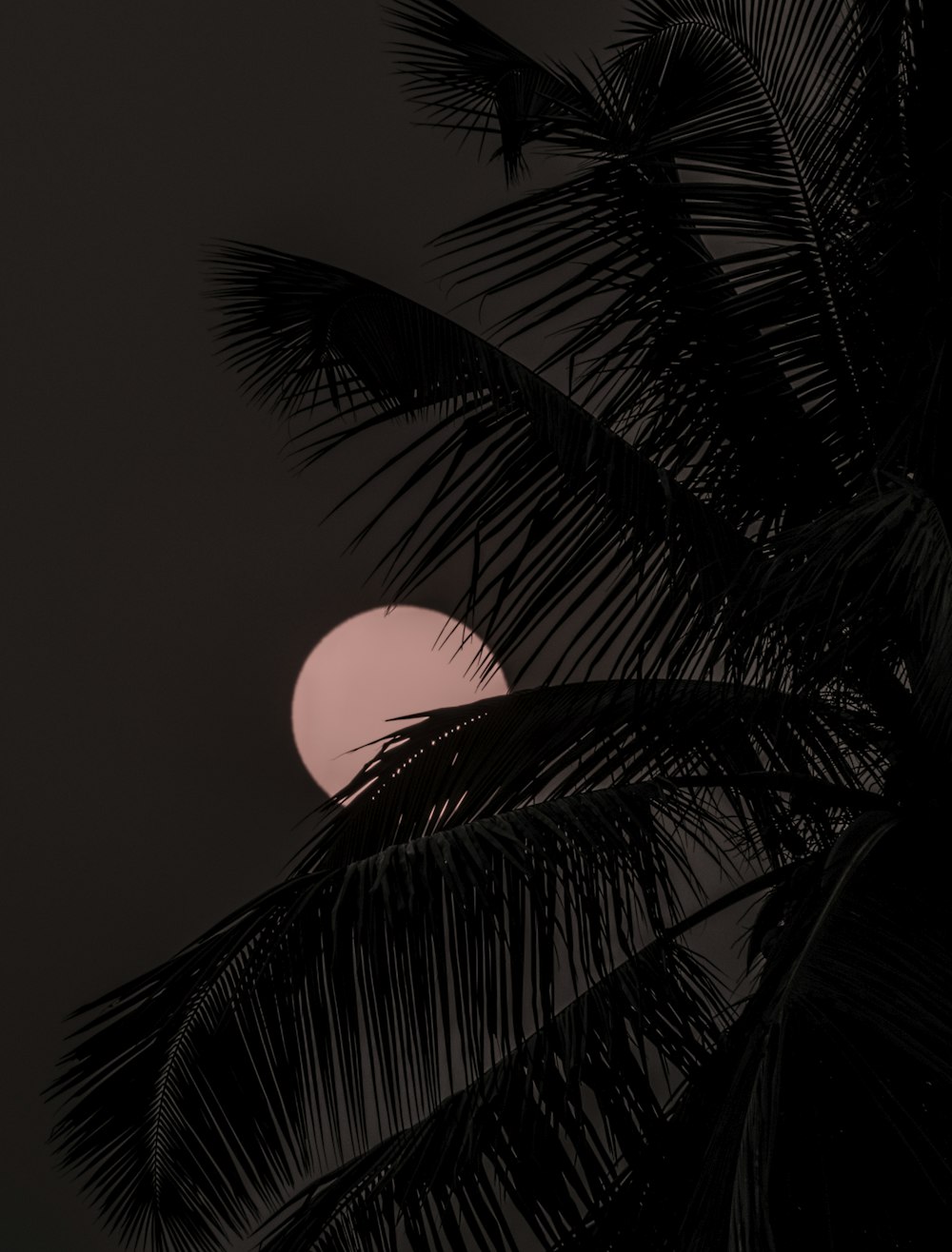 albero di cocco sotto la luna rossa