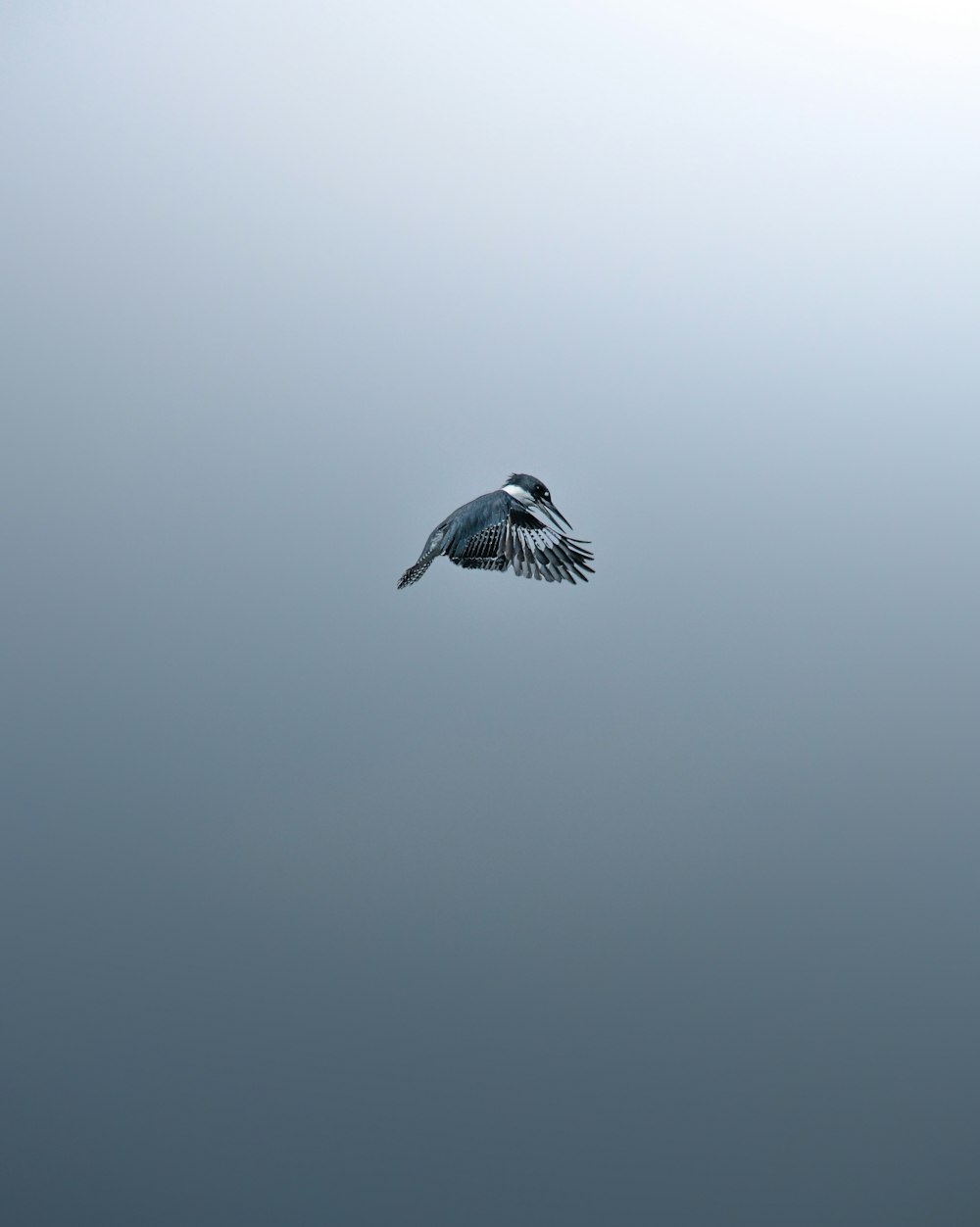 white and black bird flying