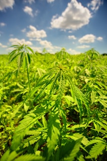 green leaves under blue sky during daytime