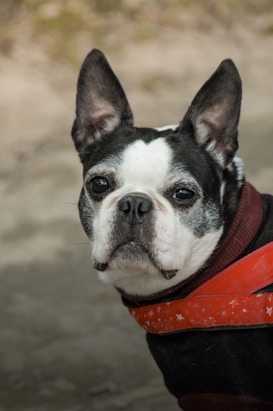 A Boston Terrier is looking forward against a blurred natural background. The dog has a black and white coat and is wearing an orange harness with a star pattern.
