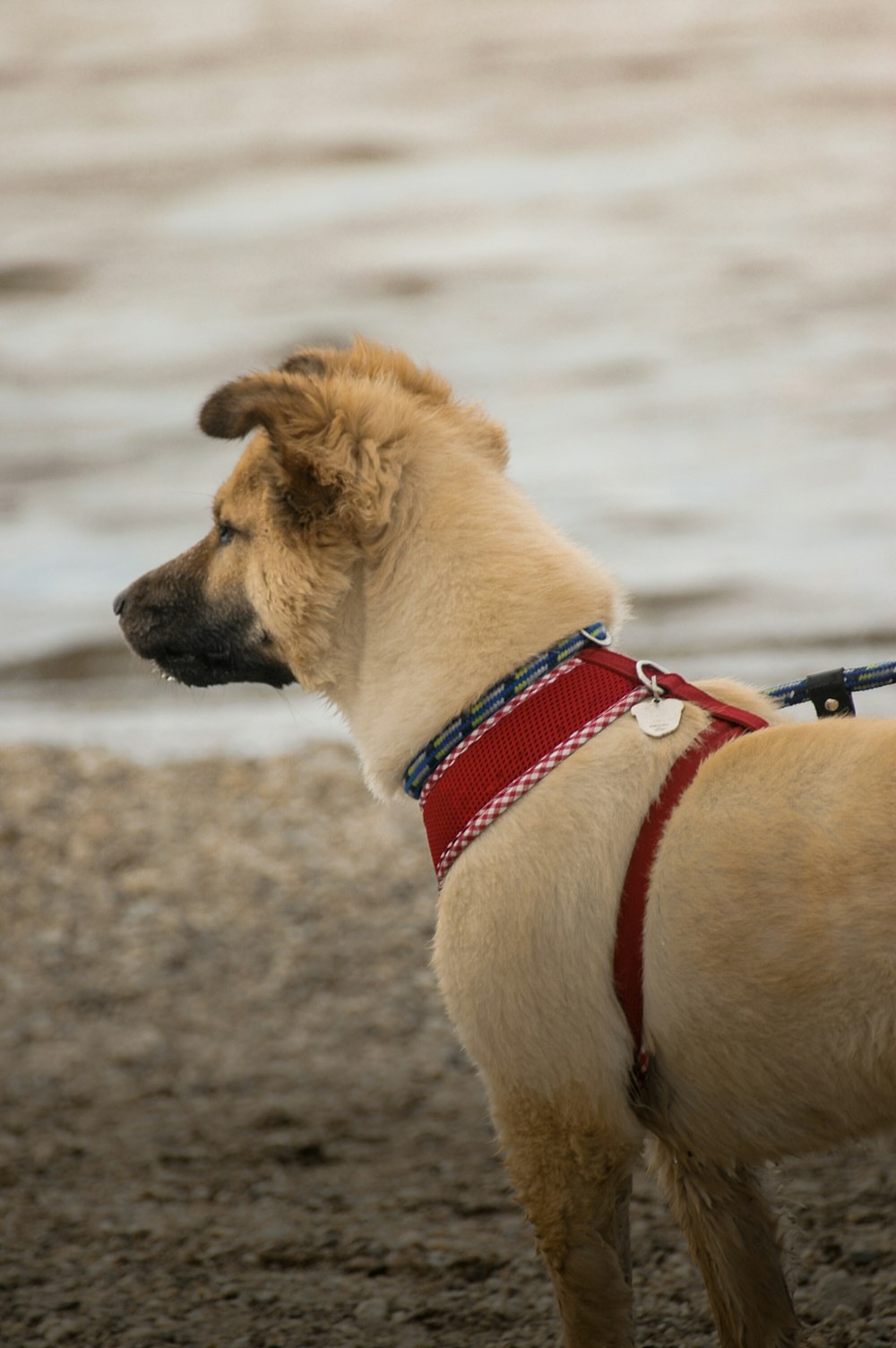 brown short coated dog with red collar