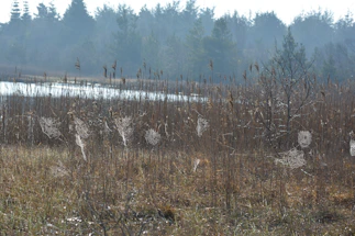 A serene wetland landscape at dawn with soft mist rising over native plants.