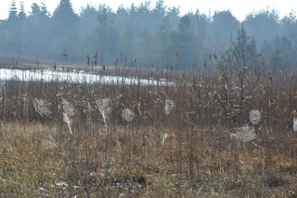 A serene wetland scene at dawn with mist rising over the water and native plants thriving.