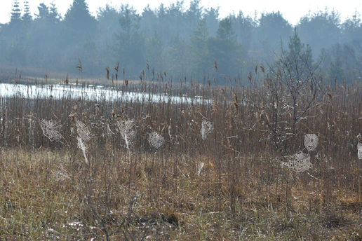 A serene wetland scene at dawn with mist rising over the water and native plants thriving.