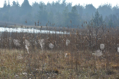A serene wetland landscape at dawn with soft mist rising over native plants.