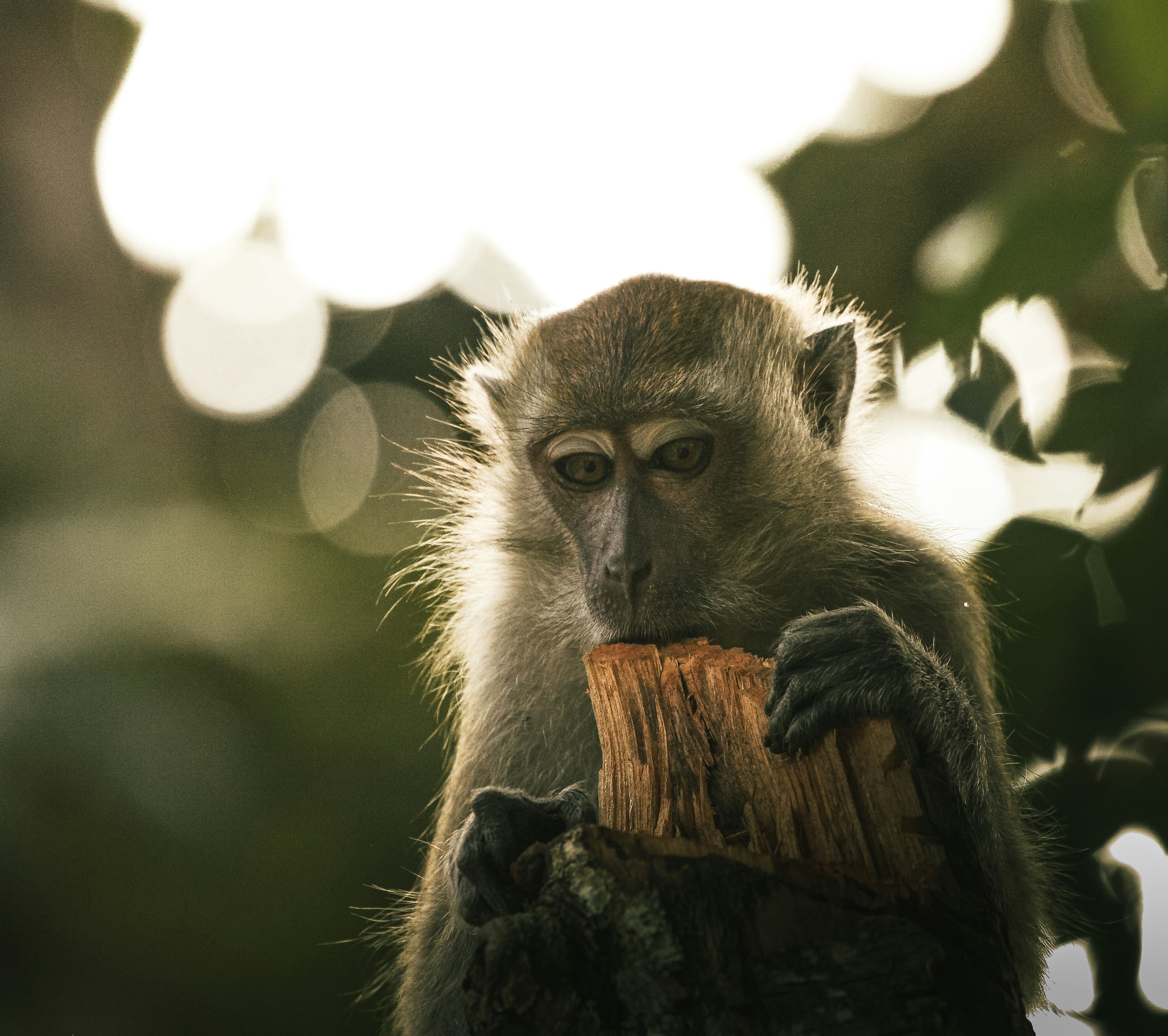 昼間の茶色の木の枝に茶色の猿の写真 Unsplashで見つける野生動物の無料写真